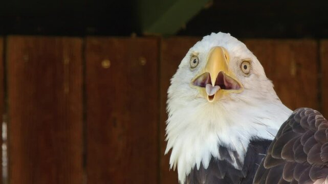 Closeup Bald Eagle sticks tongue out on hot day, silly derp expression
