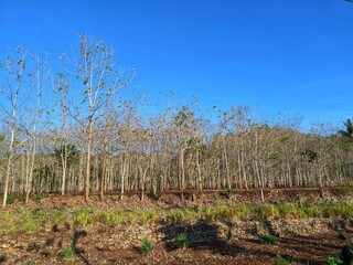 Obraz premium Portrait of a teak tree forest (Tectona grandis) whose leaves have fallen due to the long dry season in the tropics. Photographed during the day. With a bright blue sky background. 
