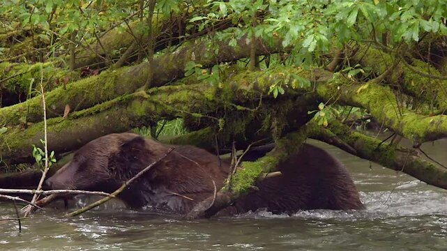 Slow motion: Brown bear squeezes under mossy tree branch in river
