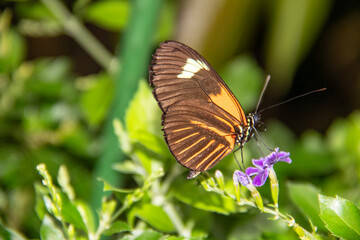 Papillon Heliconius melpomene sur une fleur tropicale