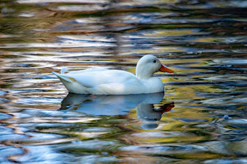 Weiße Ente und ihr Spiegelbild