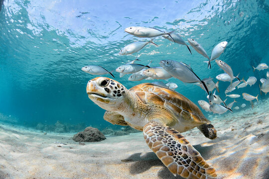 Beautiful Sea Turtle with School of Fish