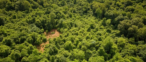 Naklejka premium Aerial view of a lush green forest with dense trees and a small clear area visible, showcasing a vibrant natural landscape.
