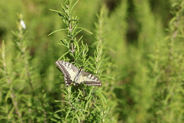 swallowtail butterfly perched on rosemary