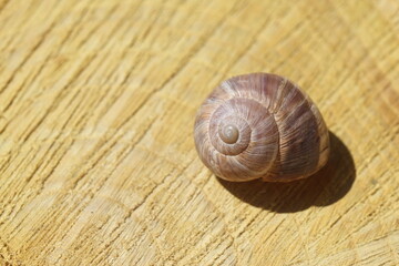 an empty snail on wood slice © UMIT
