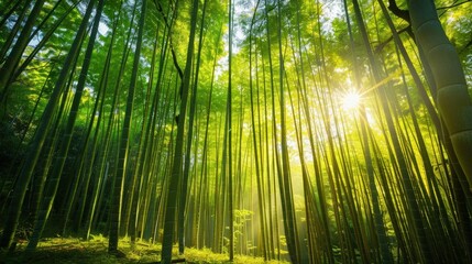 Fototapeta premium Peaceful bamboo grove with tall, slender stalks and dappled sunlight creating intricate patterns on the ground.