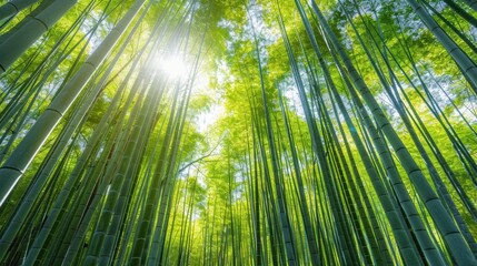 Fototapeta premium A peaceful bamboo grove features tall, slender stalks with dappled sunlight casting intricate patterns on the ground.