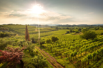Early sunrise over vineyard in the morning, Brda region, Slovenia