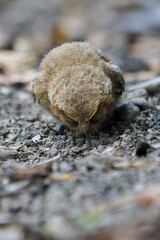 celepuk or  Javan Scops Owl (Otus angelinae) catches cricket on the ground