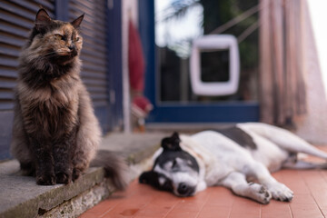 Cat and dog resting outdoors near a pet flap