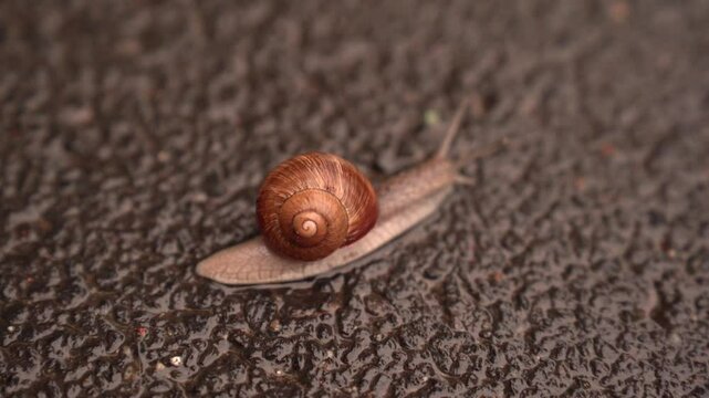 Snail crawling on wet asphalt. Slow mooving escagrot after rain. Close up video