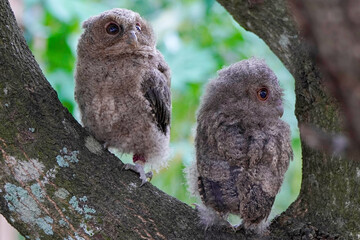 celepuk or  Javan Scops Owl (Otus angelinae) chicks perched on a tree branch in the morning