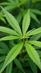 Background features vibrant green marijuana leaves