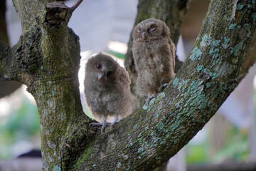 celepuk or  Javan Scops Owl (Otus angelinae) chicks perched on a tree branch in the morning
