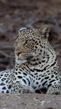  Vertical video - a female leopard close up at eye level