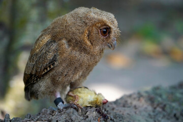celepuk or Javan Scops Owl (Otus angelinae) during the day gripping prey with its claw on dry wood