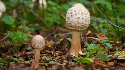 mushrooms umbrellas in the forest on an autumn day close-up