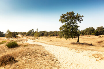 Sand path with a single tree and clear sky, De Loonse en Drunense Duinen National Park, The Netherlands,