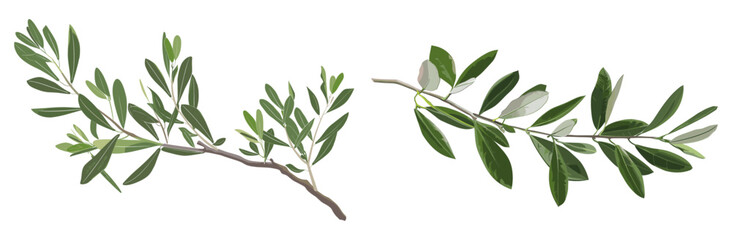 Olive tree twig branch, greenery plants, olive tree clipart, Mediterranean foliage design,  isolated on white or transparent PNG vector illustration