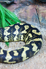 A striking black and yellow snake is elegantly curled up in the sand