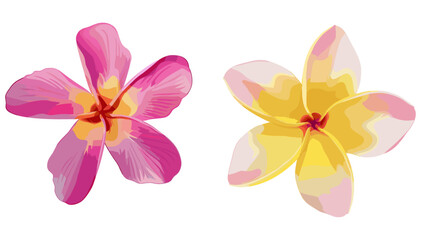 Blooming pink frangipani or plumeria rubra flowers vector, exotic flower illustration