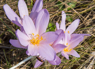 Crocus