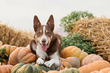 Dog Among Pumpkins. Border Collie dog. Seasonal. Fall and autumn