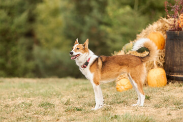 Happy Dog in Autumn Setting with Pumpkins