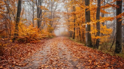 Obraz premium Serene forest path in autumn, adorned with colorful foliage and a gentle mist over fallen leaves.
