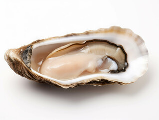 Naklejka premium Fresh Oyster on Simple White Background