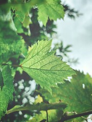 Beautiful of grape green tropical leaves plant