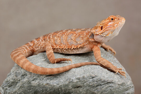 A Central Bearded Dragon on a rock
