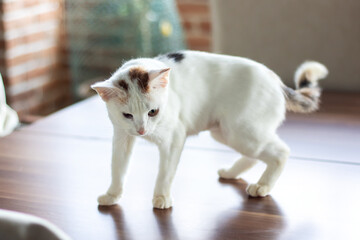 A white cat is standing elegantly on a wooden table surface