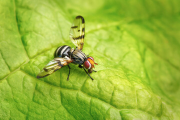 Otites porca - Schmuckfliege mit ausgefahrenem Mundwerkzeug auf einem gr&uuml;nen Blatt - Baden-W&uuml;rttemberg, Deutschland