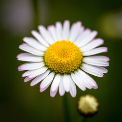 Obraz premium daisy flower closeup