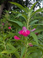 pink flowers in the garden