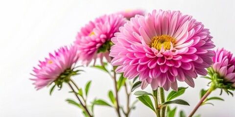 Vintage aster flowering plant with its delicate pink petals is captured in this stunning stock photo against a pristine white background creating a visually appealing composition, close-up