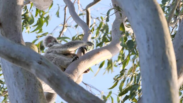 A Koala Bear walks along a tree branch high up in an Australian native Eucalyptus Gum tree. Wildlife behaviour