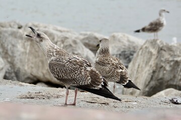 seagulls on the beach