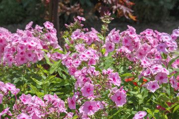 
small and pink flowers form a large bush in the garden