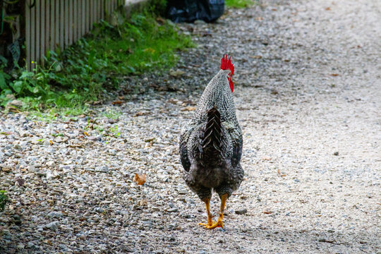 
a gray-black rooster with a red sexto walks along the road