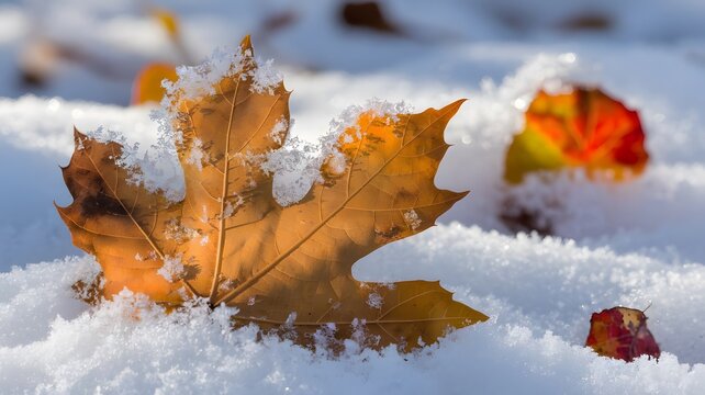 Autumn leaves in the snow, nature photography of seasonal beauty