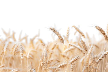 A serene landscape of green wheat against a bright white sky