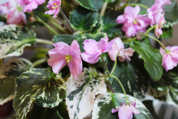 violet indoor plant close up 