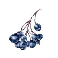 Black chokeberry on tree branch watercolor illustration isolated on white. Bunch of aronia berries in botanical sketch hand painted. Black fruits berry hand drawn for label, package, autumn theme. © Ekaterina Lanbina