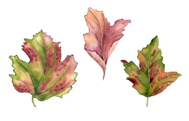 Leaves of viburnum tree watercolor illustration isolated. Red pink fall leaves of maple, hawthorn hand drawn in botanical sketch. Colorful foliage set painted for design autumn holiday season.