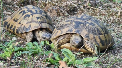 tortoise tortoises in the nature two moving in greece
