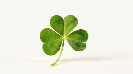 A rare and lucky four-leaf clover against a clean white background, perfect for use in designs related to good fortune and positivity