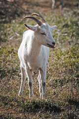 goat on the meadow