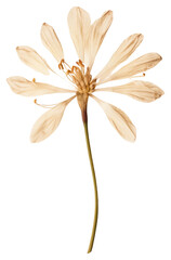 PNG  Dried tuberose flower petal plant inflorescence.